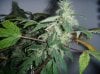 Day 98 - Day 56 of Flowering 3.JPG