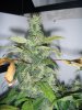 Day 98 - Day 56 of Flowering 4.jpg