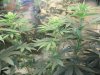 THC Bomb, Caramelicious, bagseed. Day twelve of flowering 006.JPG