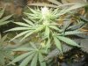 THC Bomb, Caramelicious, bagseed. Day twelve of flowering 013.JPG