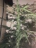 day 74 flower 2.jpg