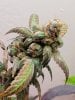 SSSC Durban green pheno 10 weeks.jpg