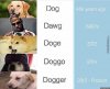 dog-dawg-doge_o_6853391.jpg