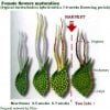 Marijuana-calyx-Life-Cycle_3.jpg