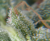 trichs.png