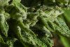 Trichomes 10_5 b.jpg