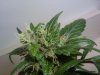 barb clone (day 60ish flower close up).jpg