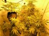 grow log 103.jpg