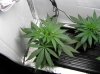 grow log 095.jpg