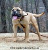 02-19-05 068_edited-1 presa canario.jpg