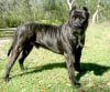 presa-canario-0021.jpg