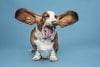 funny-basset_hound_yawning.jpg