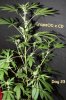 GrapeOG Day 23 2 w.jpg