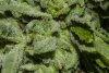 Trichomes 10_16-4.jpg