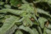 Trichomes 10_16-5.jpg