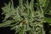 Trichomes 10_16-6.jpg