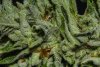 Trichomes 10_16-7.jpg