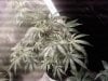 full white skunk day 14.jpg