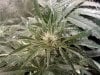 White skunk day 14 flower budsite.jpg