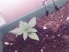 Blueberry day 11.jpg