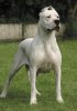 dogo20argentino1.jpg