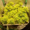 3102303_g13-labs-super-skunk-grow-journal-by-septoothg13-labssuper-skunk_m.jpg