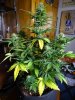 Transformed_10-25-20 White Widow 2 3.JPG