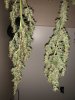 whole-bagseed-v-random-amnesia-cola.jpg