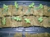 blackknight-albums-hydroponic-grow-picture63617-blacknight-007.jpg