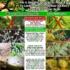 when-to-harvest-cannabis-diagram (1).jpg