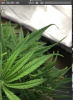 plantpic20.png