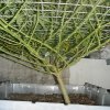 pruned-marijuana-branches.jpg