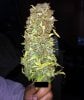 Blue Dragon Bud pic1.jpg