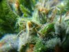 trichs2.jpg