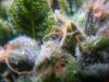 trichs3.jpg