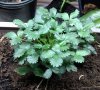 Strawberry plant pic1 -11-29-2020.jpg