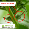 Female_cannabis_plant_calyx-300x300.png