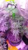 MyGirls-BubleGum- 2plants-1Pot-2ndPic.jpg