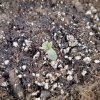 Seedling_2.jpg