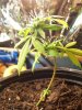 6inch tallflowering.jpg