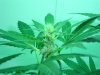 4 weeks 1212 church bagseed 017.jpg