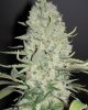 White Widow x Big Bud V2.jpg