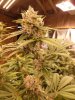 lucky lime grown by chip green at 44 days flower.4 resize.jpg