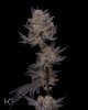 3346125_exotic-genetix-grease-monkey-grow-journal-by-homegrowngeneticsexoticgenetixgrease-monkey.jpg