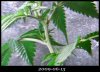 1stGrow-20090615-ItsABoy.jpg