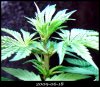 1stGrow-20090618-SayItAintSo.jpg