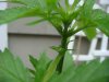 jonboy30-albums-jonboy-s-2009-outdoor-grow-picture64573-nl-pre-flower-6-21-09.jpg