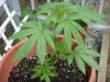 jonboy30-albums-jonboy-s-2009-outdoor-grow-picture64496-nl-june-20-2009-side-view.jpg