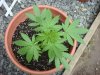 jonboy30-albums-jonboy-s-2009-outdoor-grow-picture64495-nl-june-20-2009.jpg