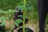 dopewear-albums-ghetto-veg-box-first-outdoor-grow-picture64696-dsc-3171.jpg